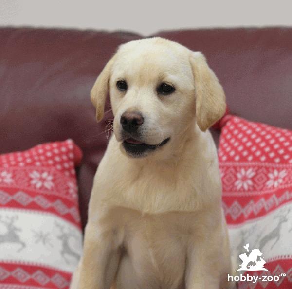 catelusi Labrador Retriever cu Pedigree valoros! Canisa Clea
