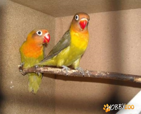 puiuti de papagal agapornis