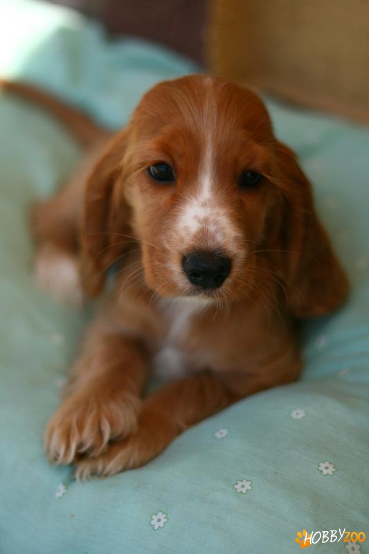 Cocker Spaniel femela 3 luni 