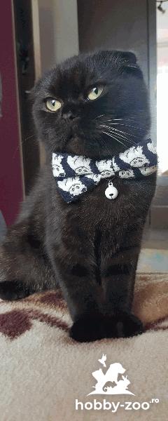 Motan Scottish Fold Black Smoke 