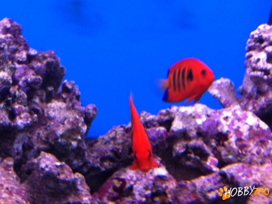 Reef Aquarium 