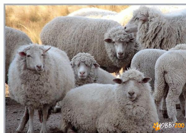vand oi merinos german