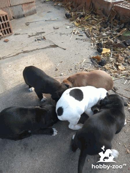 Catei Labrador de vanzare