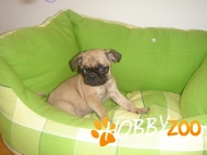 Pui Mops bej cu masca neagra