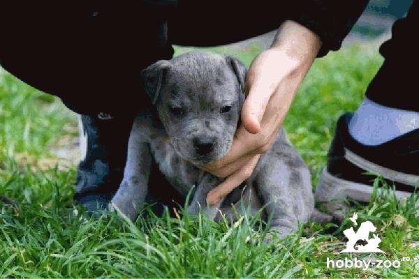 PitBull Terrier căței
