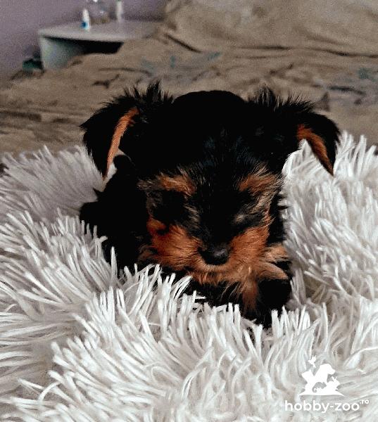  Puiut mini york terrier