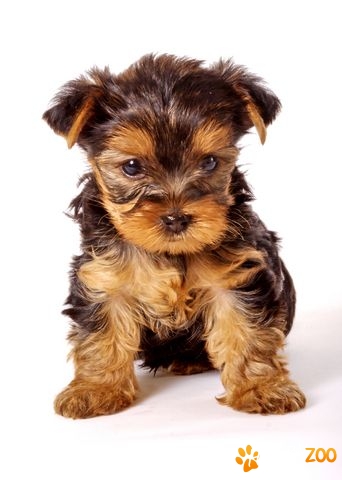 Vand yorkshire terrier, talie toy