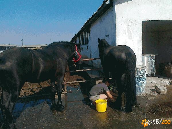 Vand 2 manji (harmasari) frizieni, unici