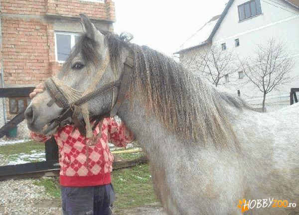 vand manza 3 ani      