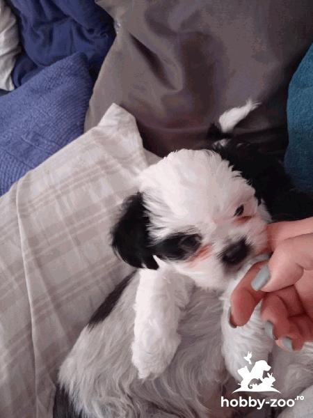 baietel shih-tzu, 4 luni