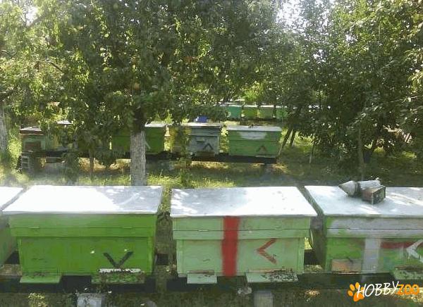 albine lazi orizontale