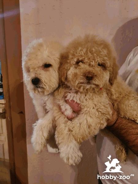 Labradoodle cățeluși