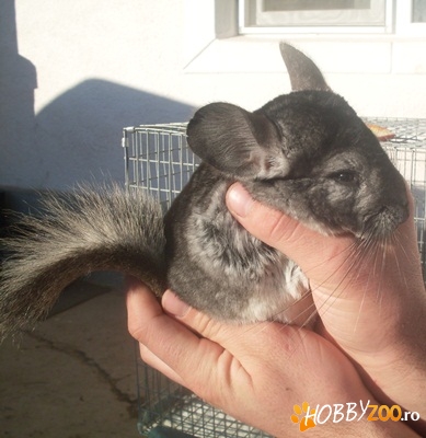 vand ferma chinchilla