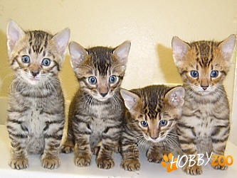 Pisici de rasa Toyger