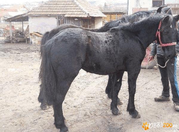 vand manze negre rasa noriker