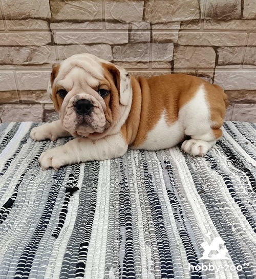 Buldog englez de vânzare