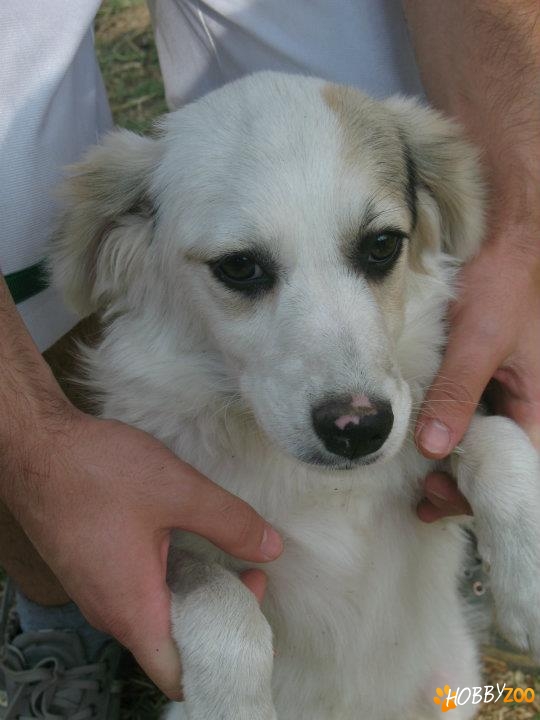 Sandy-Bell si Bambi