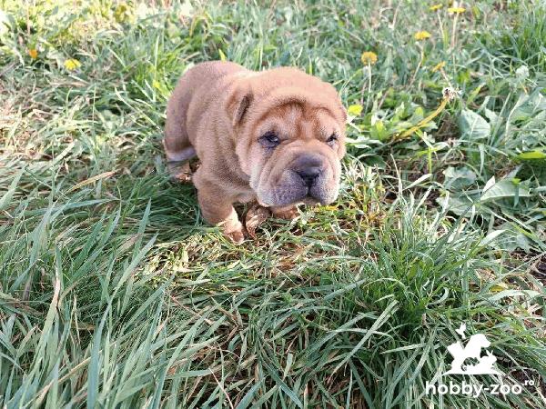 Shar Pei catelusi de vanzare