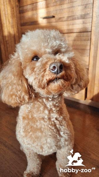 Poodle Toy cu pedigree 