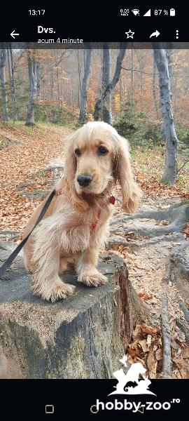 Pui cocker spaniel auriu