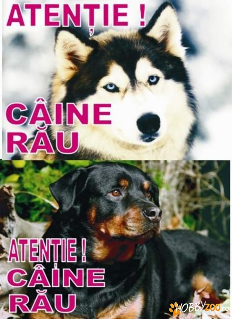Placi atentie caine rau