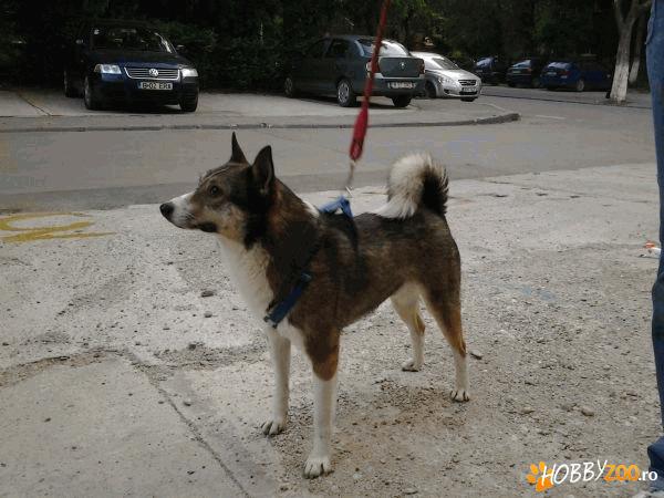 Jackie, metis de husky