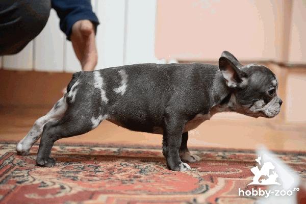 Buldog francez catelusi EXOTICI de vânzare