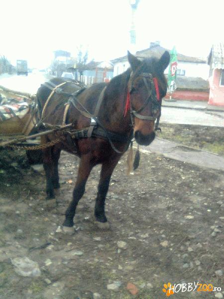 Vand/schimb Iapa 8ani 1800lei