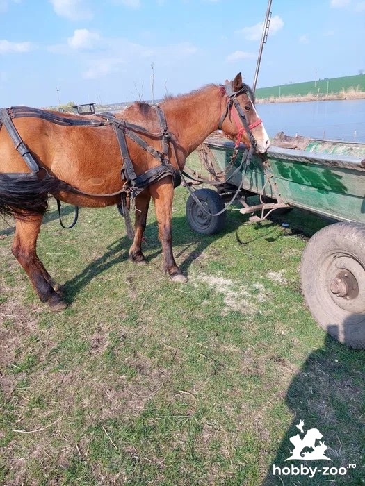Cal, căruță și ham de vânzare