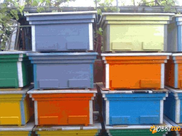 stupi familii de albine 