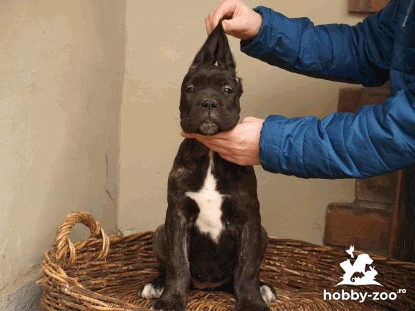 Cane Corso catelusi de vanzare