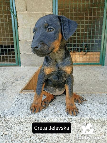 Terrier de vânătoare german cățeluși