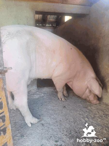 Porc crescut natural de vânzare 