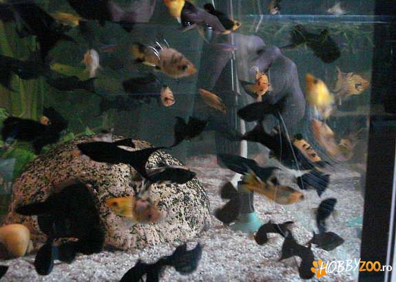 Pesti exotici de acvariu Molly