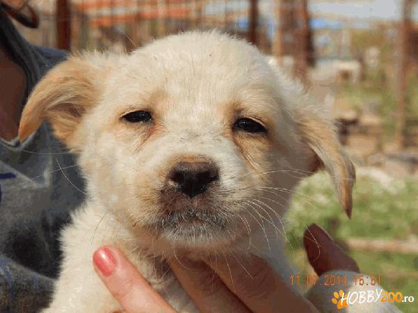 Snoopy pentru adoptie
