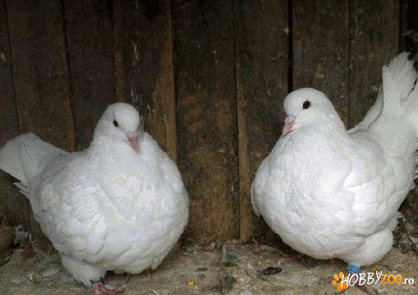 porumbei mondain francezi