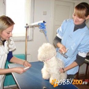 Curs Stilist Canin Bucuresti