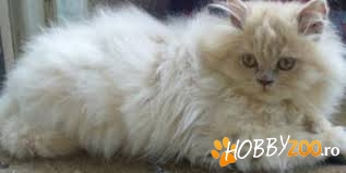 Pisicute Exotic Longhair cuib 