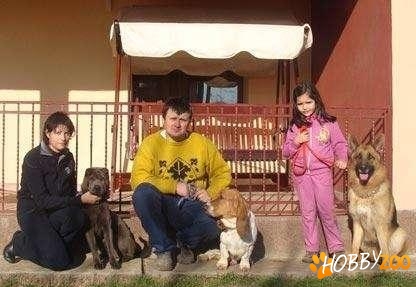 Pensiune dresaj canin