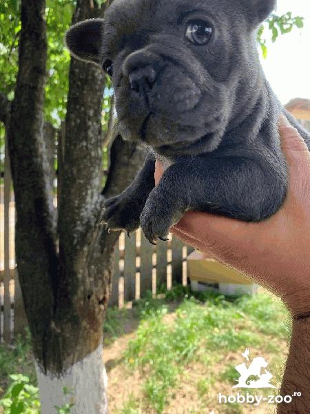 Buldog Francez Blue 