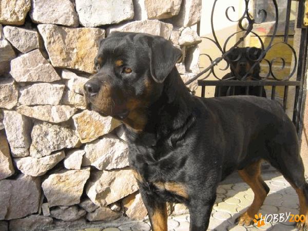 imperechere rottweiler  Oradea