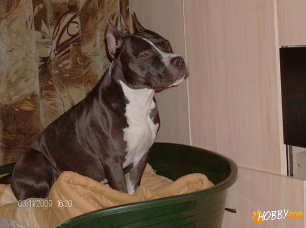 canisa Winning Touch