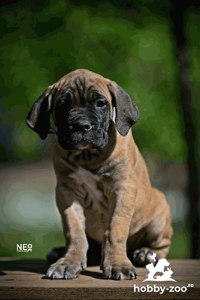 Cane Corso catelusi de vanzare