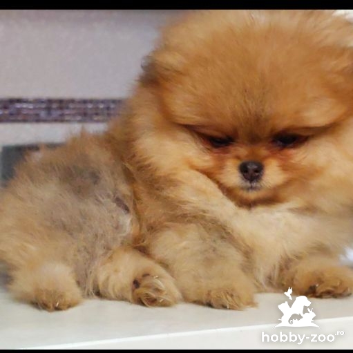 Pomeranian Spitz Boo Calitate superioară