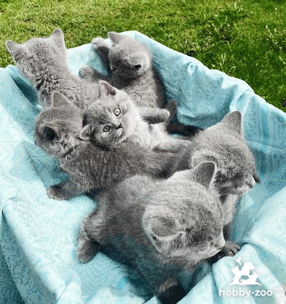 British Shorthair Blue 