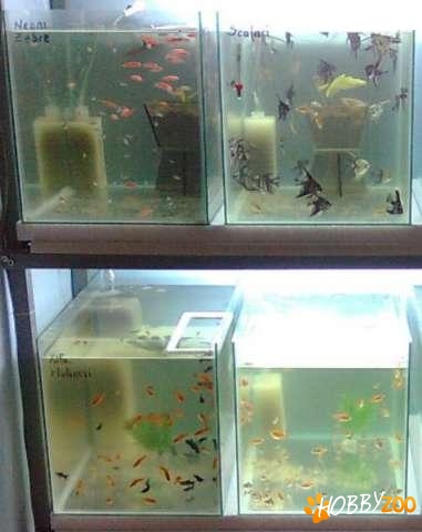 pesti exotici guppy scalari