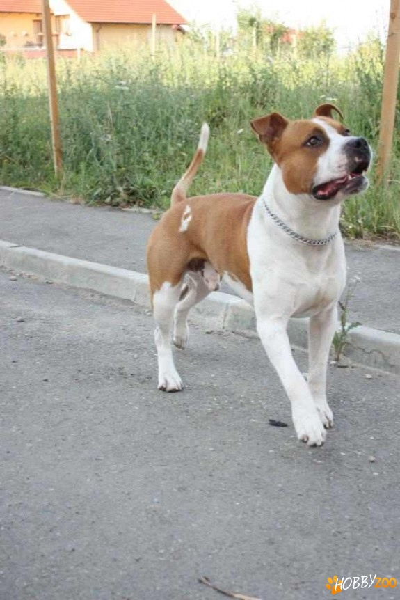 Pierdut mascul amstaff Cluj