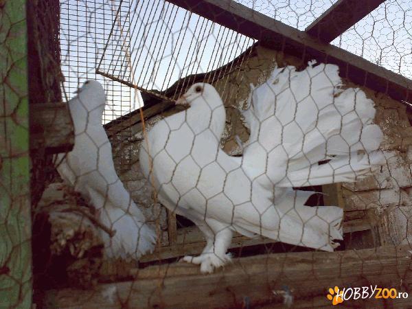 VAND PORUMBEI ROTARI ALBI