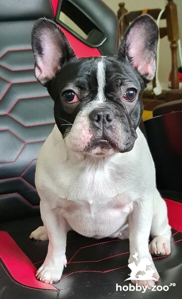 French bulldog female for sale