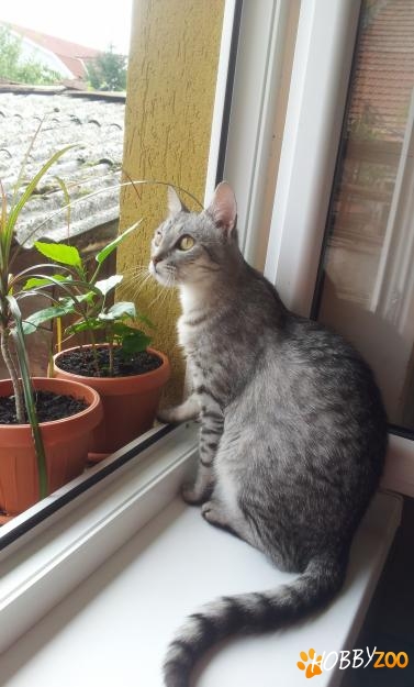 adoptie mau egyptean